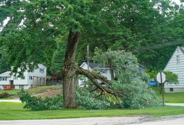 Best Tree Removal for Businesses  in Dayton, NJ